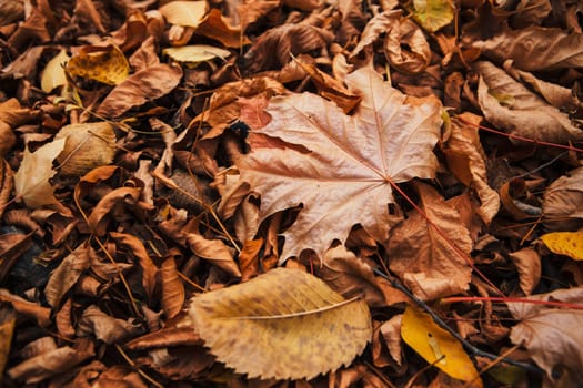 colorful red orange autumn leaves close up.