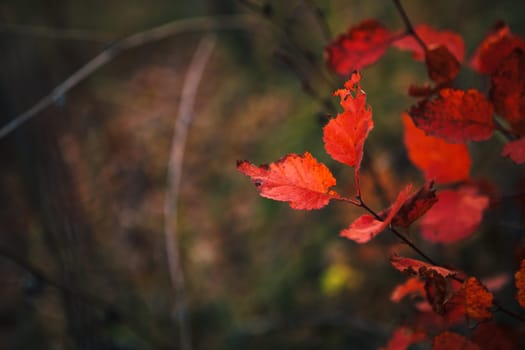 Red leaves in forest on blurred background.