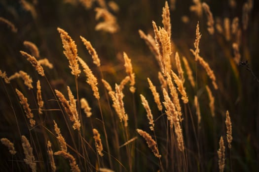 beautiful autumn field several spike close up.