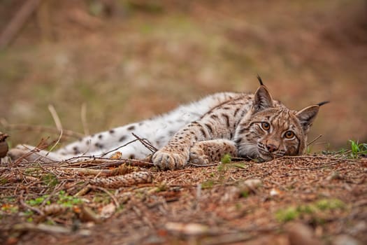 Eursian lynx laying on the ground in autmn forest with blurred background. Endangered mammal predator in natural environment. Wildlife scenery from nature.