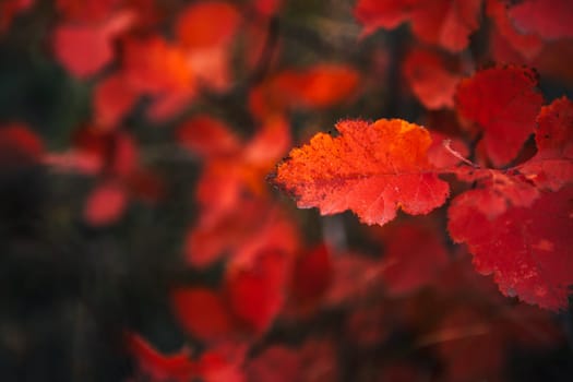 Red leaves in forest on blurred background.
