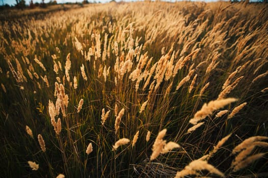 beautiful autumn field several spike close up.