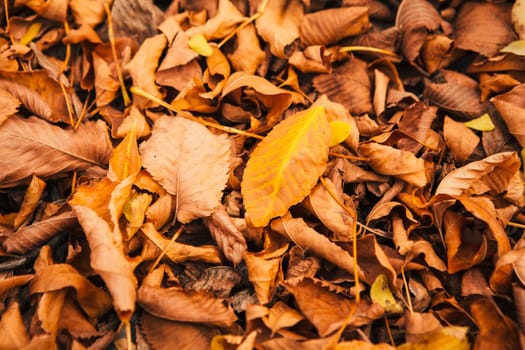 colorful red orange autumn leaves close up.