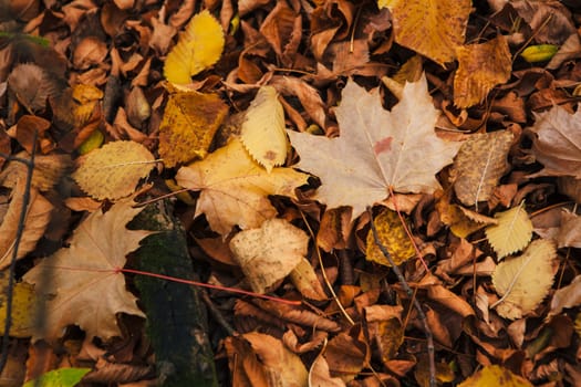 colorful red orange autumn leaves close up.