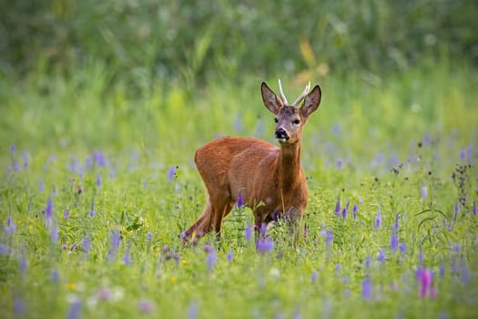 Roe deer, capreolus capreolus, buck in summer on a meadow full of flowers. Roebuck at sunset. Wild animal in natural environment. Cute wild male deer.