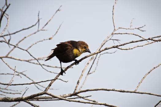 A female yellow-headed blackbird perches on a branch.