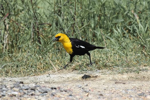 A male yellow-headed blackbird walks along a path.