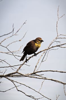 A female yellow-headed blackbird perches on a branch.
