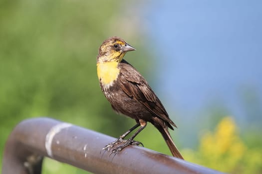 A female yellow-headed blackbird stands on a rail.