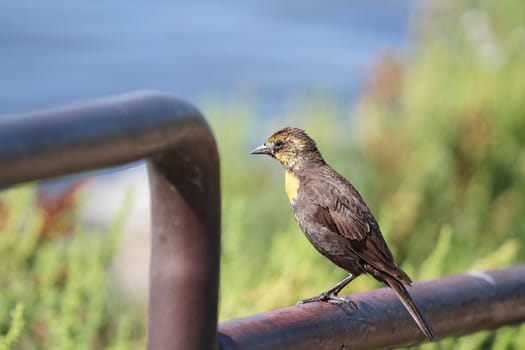 A female yellow-headed blackbird stands on a rail.