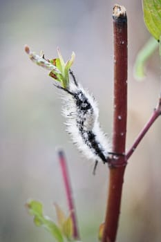 A closeup of a tussock moth caterpillar crawling on a branch.