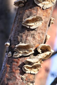 Bracket mushrooms growing on a dead trunk.