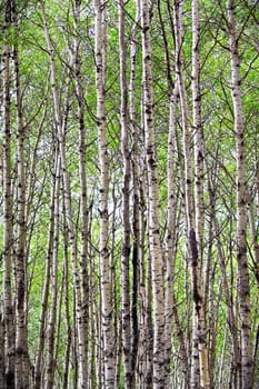 A view of endless poplar trees in spring.