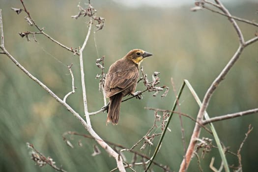 A female yellow-headed blackbird perches on a branch.