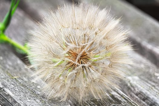 The seed head of a large weed - tragopogon.