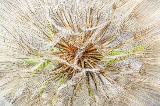 Macro view of a tragopogon seed head.
