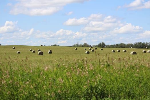 View of hay bales in a field during the summer.