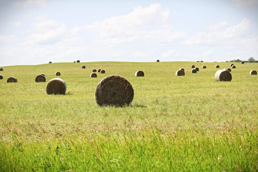 An open field of round hay bales.