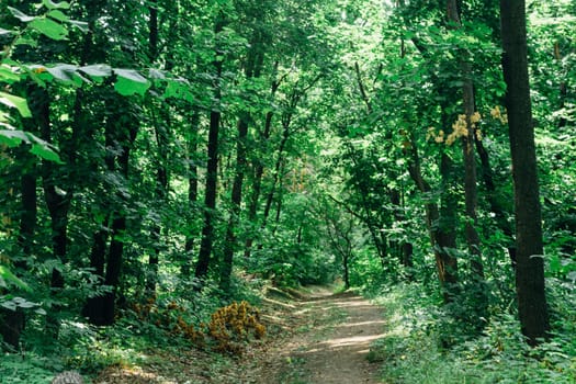 green trees in the forest in the sunlight.