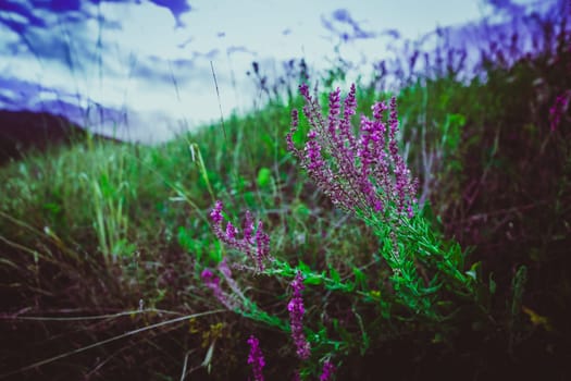 purple lavender on a background of a field.