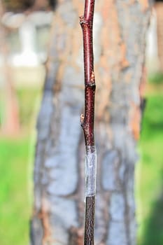 Closeup of a taped graft with a older tree in the background.