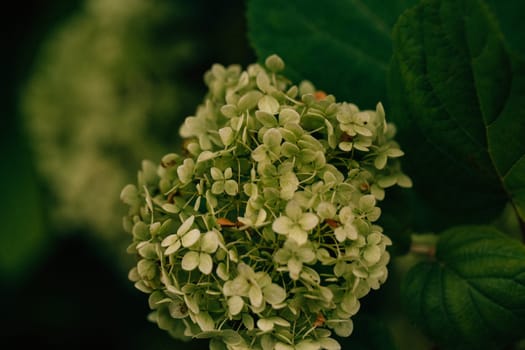 Small ight green flowers on blurred background close up.