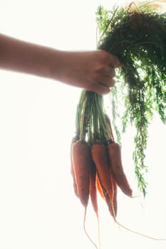 hands of a girl holding a carrot on a light background.