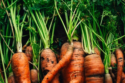 Fresh carrots close-up on a wooden background.