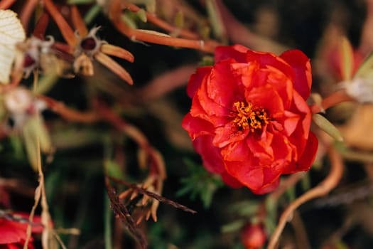 beautiful little rose closeup in the garden.