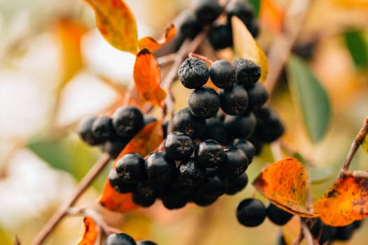 black chokeberry close-up in the garden.