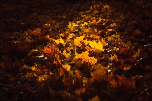 Orange yellow tree leaf forest autumn beauty nature.