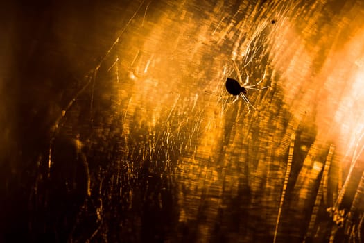 spider is sitting on a cobweb close-up.