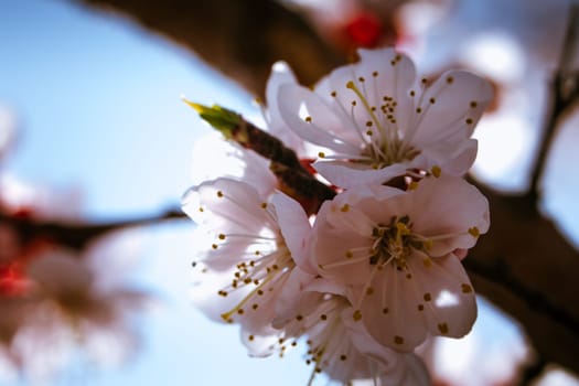 blossoming apricot close up on a sky background.
