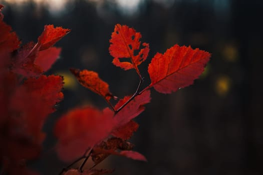 Red leaves in forest on blurred background.