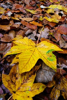 Maple leaf in autumn with waterdrops in a macro shot