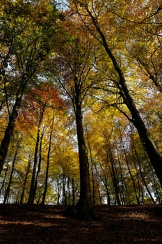 Deciduous forest in autumnal colors - view of the treetops