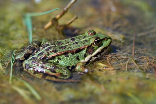 Marsh Frog - Pelophylax ridibundus in the swamp - macro shot
