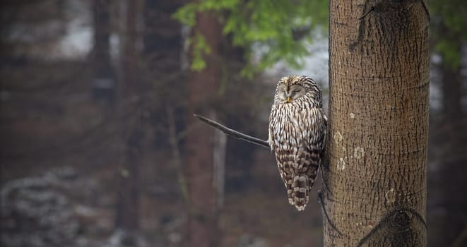 Ural owl, Strix uralensis, sleeping in a forest hidden by a tree. Nocturnal bird in natural environment. Relaxed animal in nature.