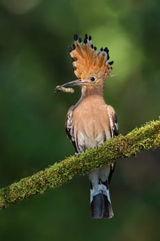 Hoopoe sitting on a moss covered twig with open crest and catch in the beak. Detailed close-up of a wild bird with clear blurred background.