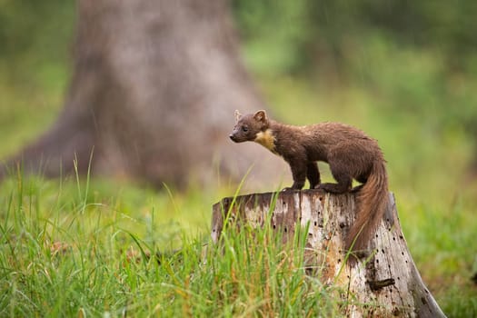 European pine marten, martes martes, standing on a stump in forest in rain. Small predator looking for a prey. Wildlife scenery from nature