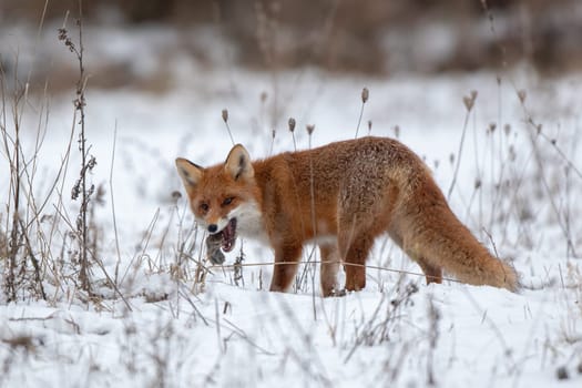 Red fox, vulpes vulpes, on snow in winter with prey. Wild predator in cold weather. Wildlife scenery from nautre.