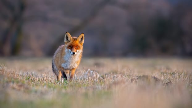 Red fox, vulpes vulpes, on a meadow at sunset. Mammal predator on a hunt. Panoramatic composition of wildlife scenery.