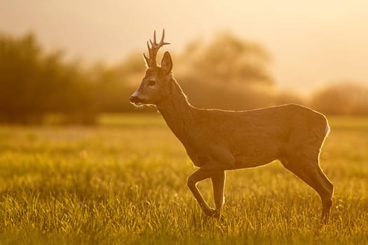Roe deer, capreolus capreolus, buck in spring time at sunset. Backlit wild deer in nature.