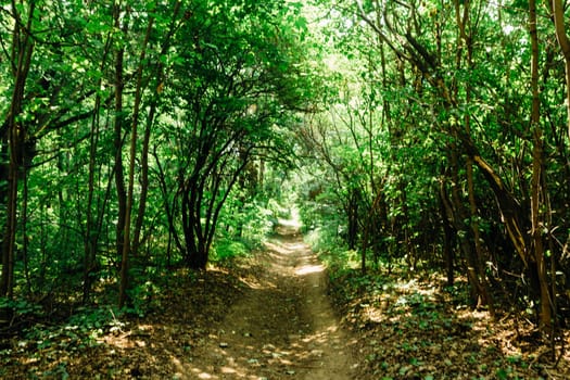 green trees in the forest in the sunlight.