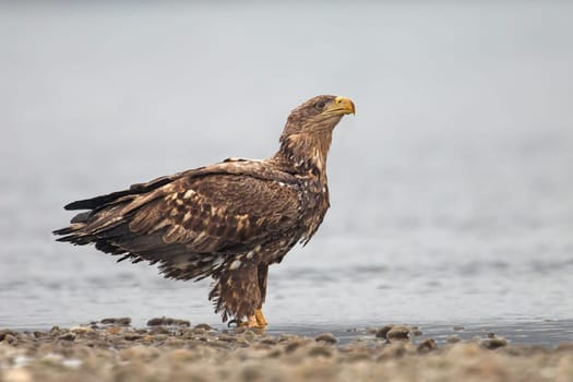 White-tailed Eagle, Haliaeetus albicilla, standing in shallow water on river bank. Wildlife scene from wild nature. Bird of prey with gravel and water. Wildlife scene from wild nature. Young bird in natural environment.