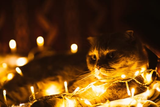 Scottish cat with Christmas lights on sofa.