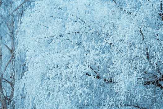 winter forest and branches in the snow during the day.