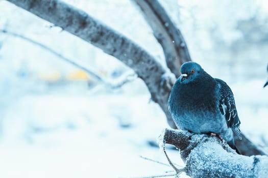 pigeons sitting hunched on a branch in the winter day.