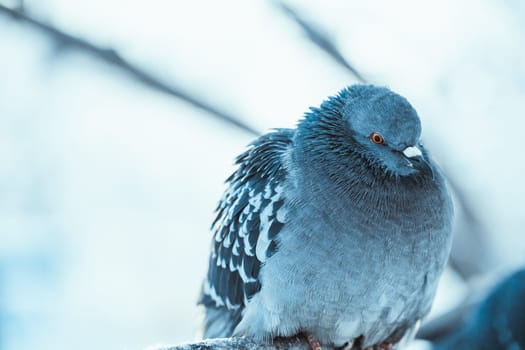 pigeon on the branch perched in the winter afternoon.