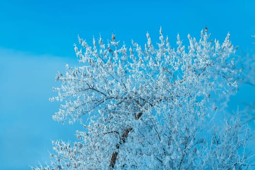 white winter forest on blue sky background.